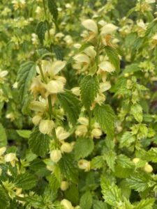 Lamium galeobdolon