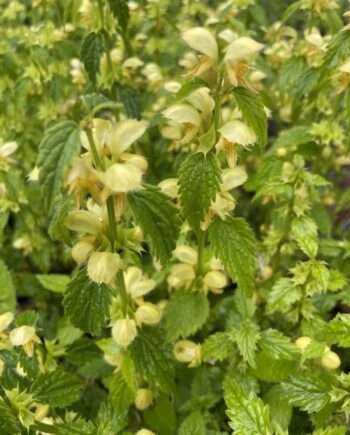Lamium galeobdolon met gele bloemen en bontgroen blad