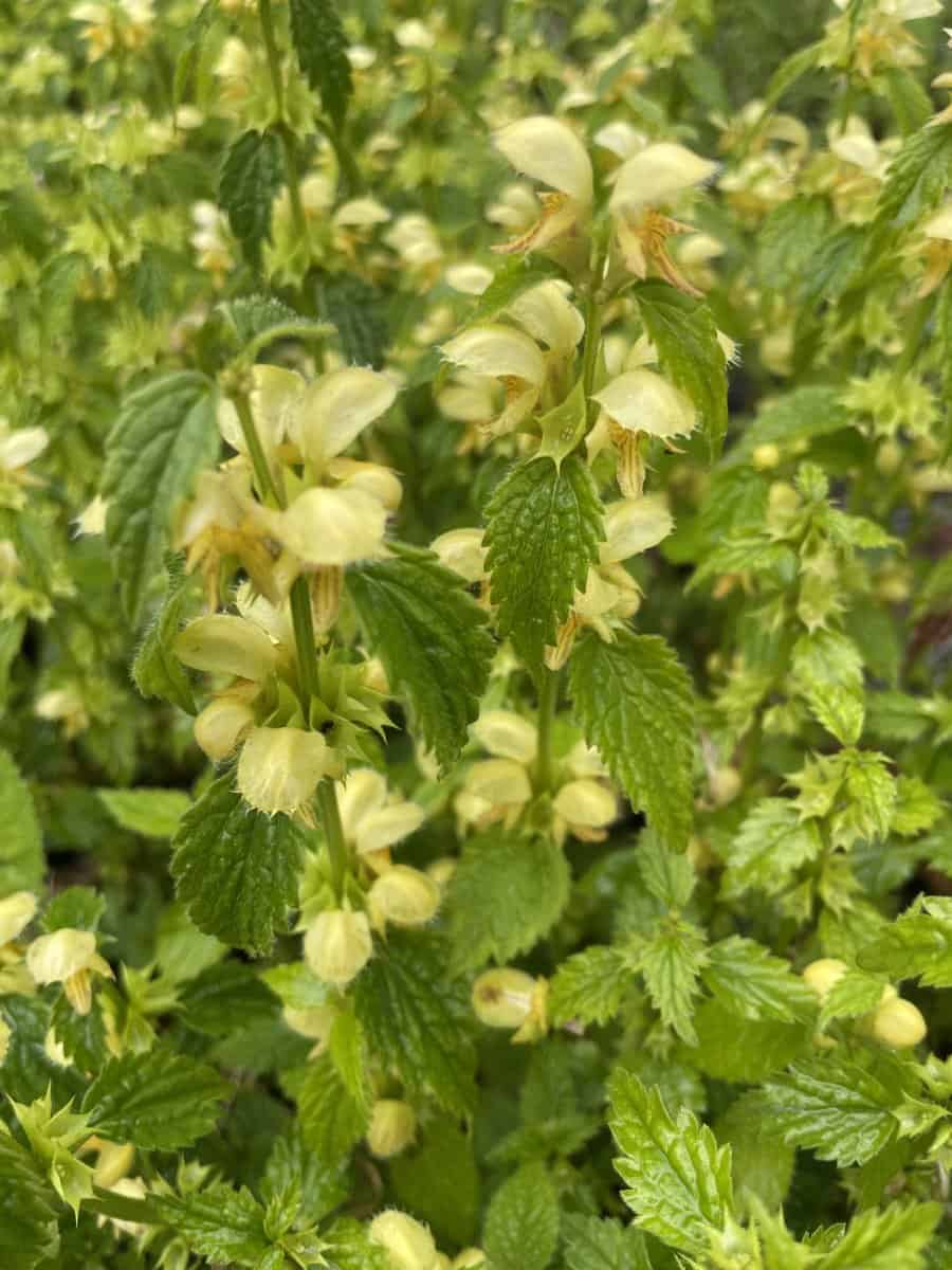 Lamium galeobdolon met gele bloemen en bontgroen blad