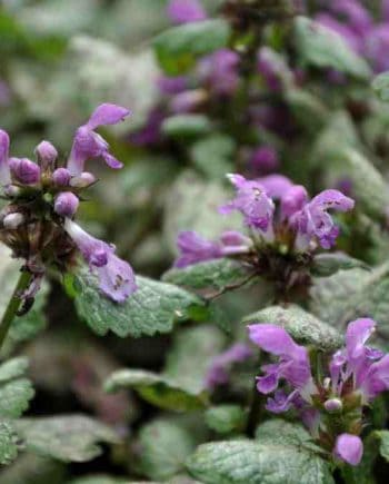 Lamium maculatum 'Beacon Silver'