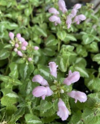 Lamium maculatum 'Shell Pink'