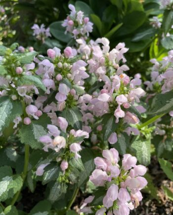 Lamium maculatum Shell Pink met zachtroze bloemen boven zilvergroen blad