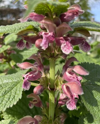 Lamium orvala met roze bloemen en groot groen blad