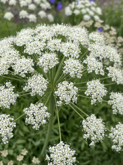 Laserpitium siler