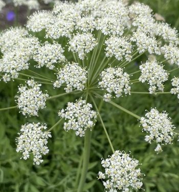 Witte schermbloei van Laserpitium siler