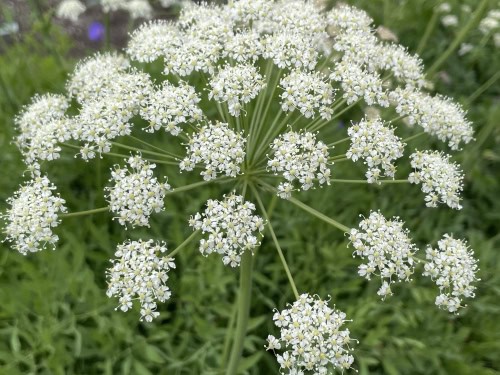 Witte schermbloei van Laserpitium siler