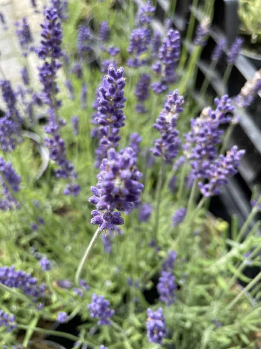 Lavandula angustifolia Hidcote met rijk bloeiende paarse bloemaren in zonnige tuin