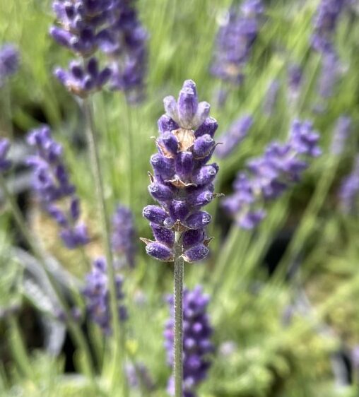 Detail van violetpaarse bloemen van Lavandula angustifolia Hidcote