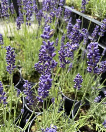 Lavandula angustifolia Hidcote met diepviolette bloemaren in bloei