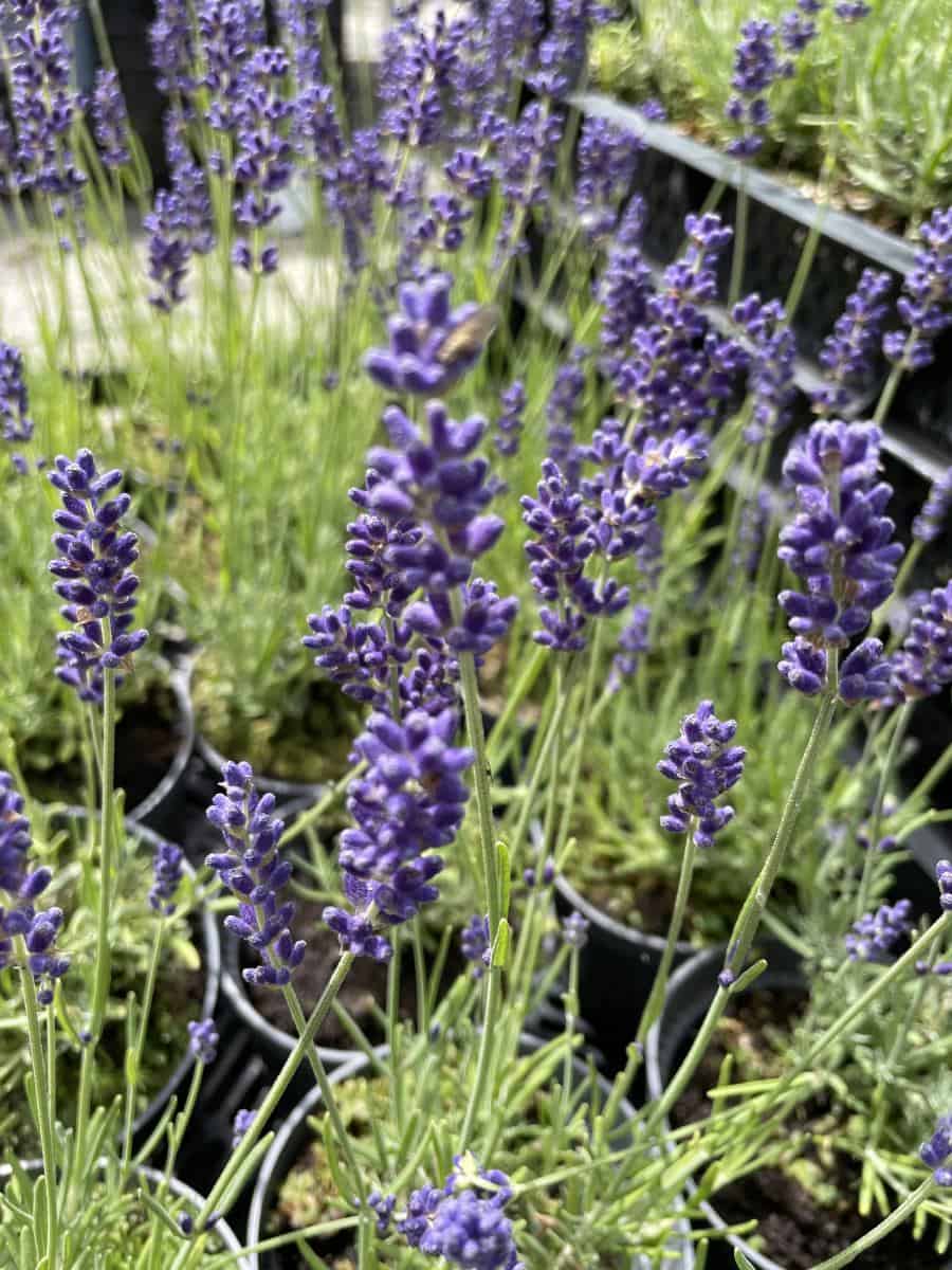 Lavandula angustifolia Hidcote met diepviolette bloemaren in bloei
