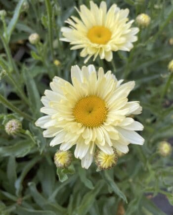 Leucanthemum 'Banana Cream' toegepast als kleurdrager in een natuurlijke zomerbeplanting.