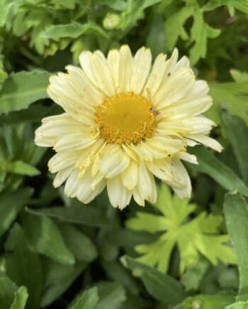 Leucanthemum 'Banana Cream' met zachtgele margrietachtige bloemen in volle bloei.