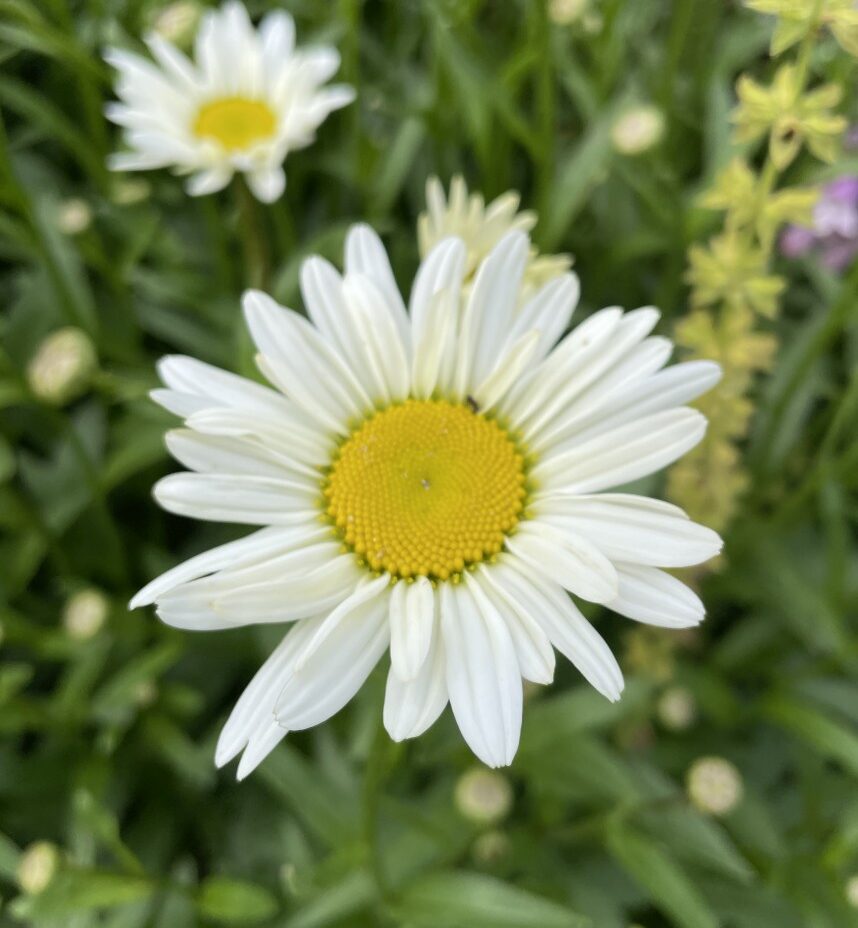 Leucanthemum Becky met grote witte margrietbloemen en geel hart