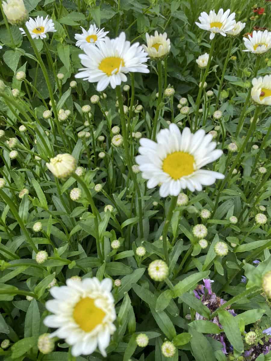 Leucanthemum Becky met rijk bloeiende witte margrietbloemen in border