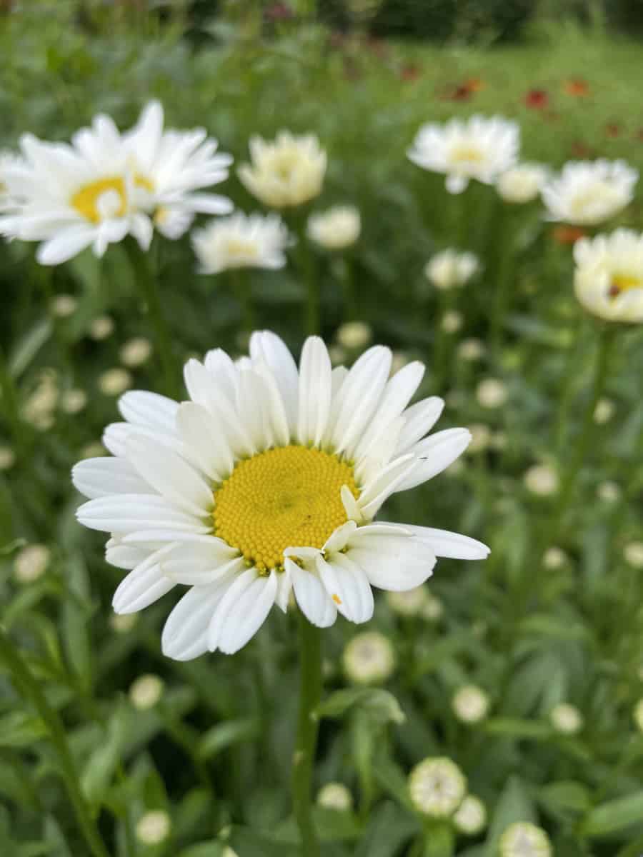 Detail van witte bloemen van Leucanthemum Becky met goudgeel hart
