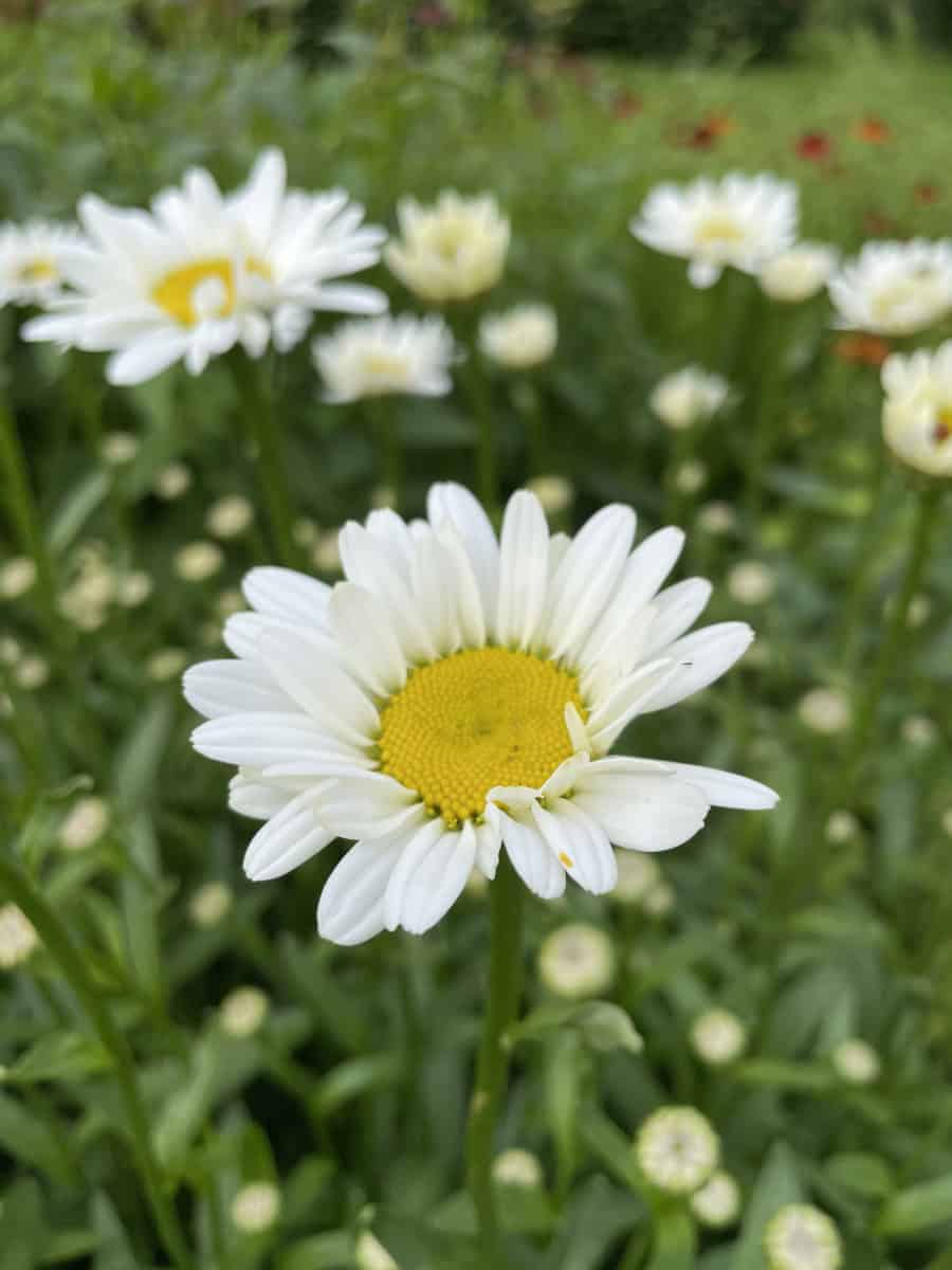 Close-up van Leucanthemum Becky met witte bloembladen rond geel hart