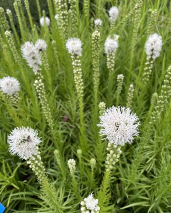 Liatris spicata 'Floristan Weiss' met zuiver witte bloemaren in volle zomerbloei.