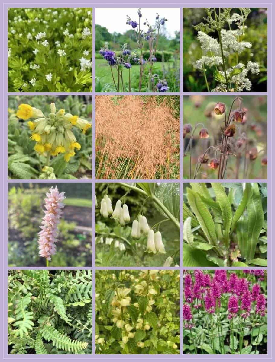 Moodboard met inheemse vaste planten uit borderpakket Lieve Vrouwe voor de halfschaduw, waaronder akelei, salomonszegel en adderwortel.