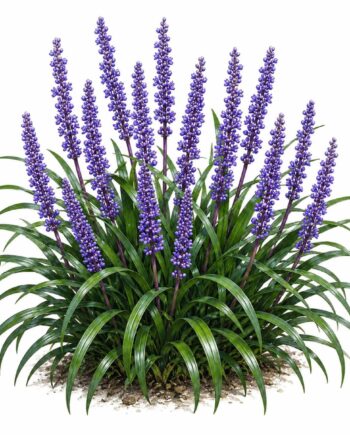 Liriope muscari 'Big Blue'
