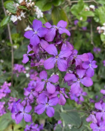 Lunaria annua met paarse bloemen en frisgroen blad in voorjaar