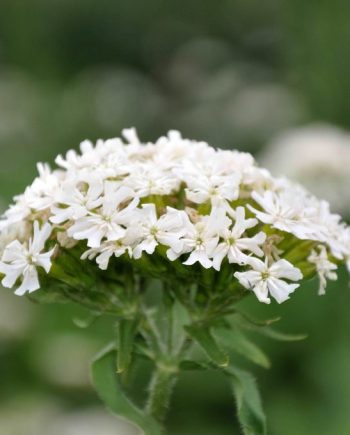 Lychnis chalcedonica 'Alba'
