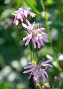 Lychnis flos-cuculi