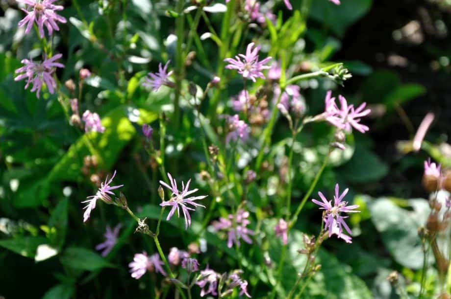 Lychnis flos-cuculi is een inheemse plant met roze bloemen
