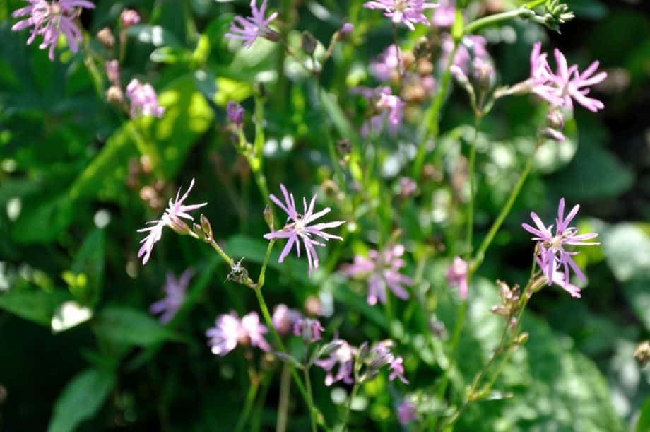 Lychnis flos-cuculi