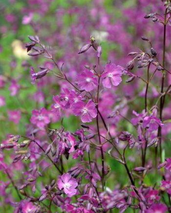 Lychnis viscaria ssp Atropurpureum
