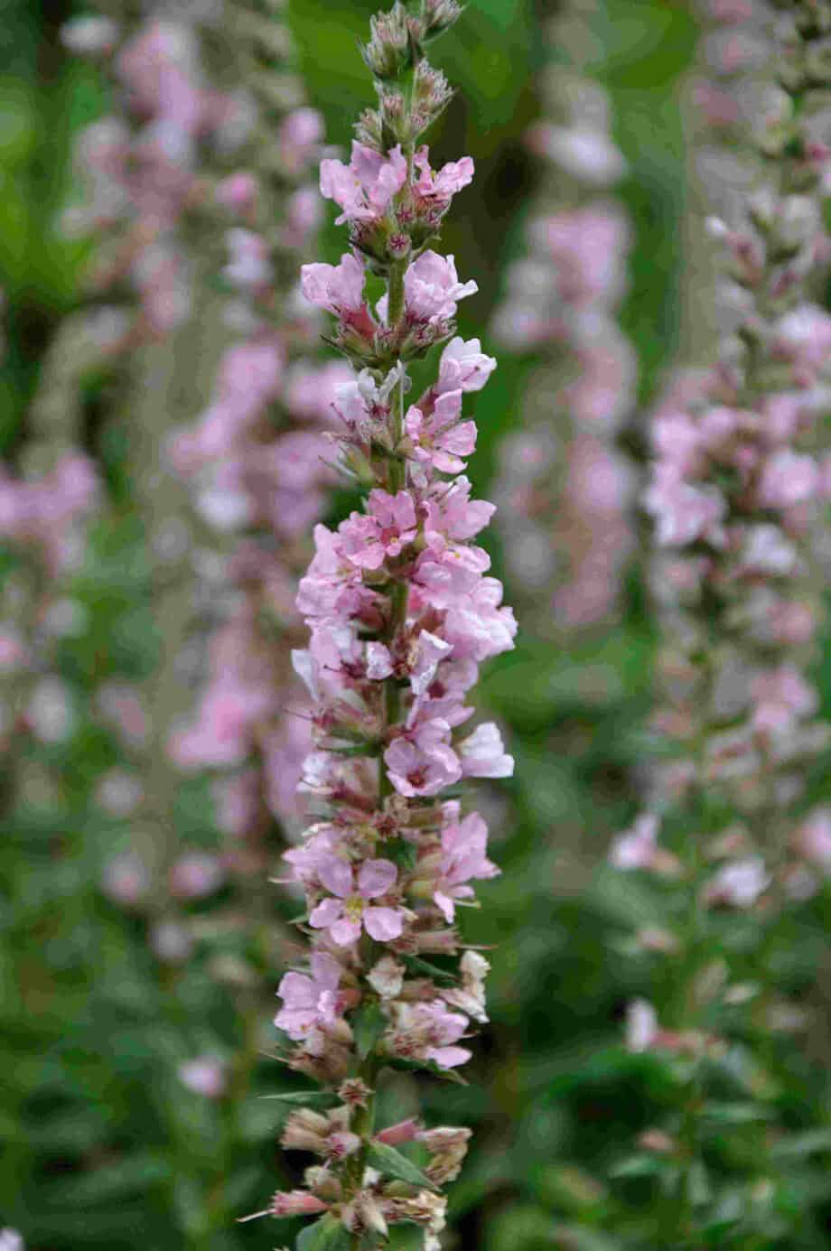 Lythrum salicaria 'Blush'
