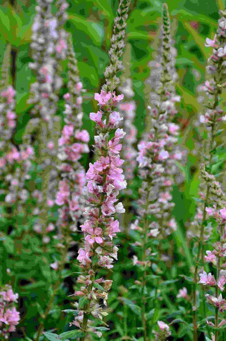 Lichtroze bloeiaren van Lythrum salicaria ‘Blush’
