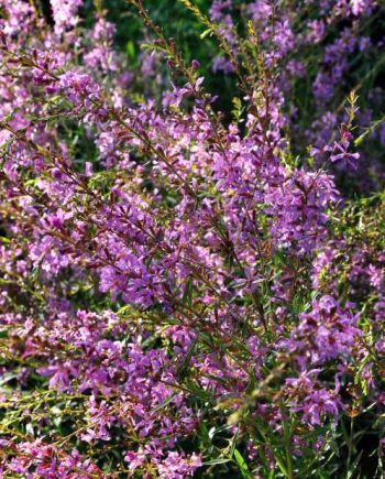 Roze bloeiaren van Lythrum virgatum ‘Happiness’