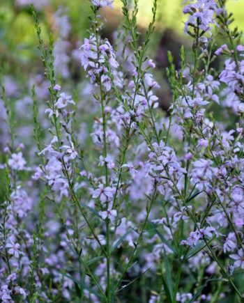 Lila bloeiaren van Lythrum virgatum ‘Joy’