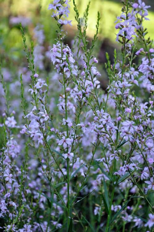 Lila bloeiaren van Lythrum virgatum ‘Joy’