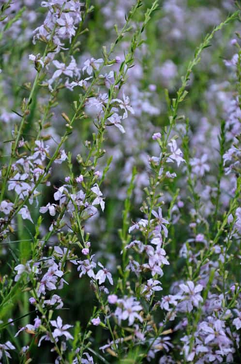 Lythrum 'Joy'