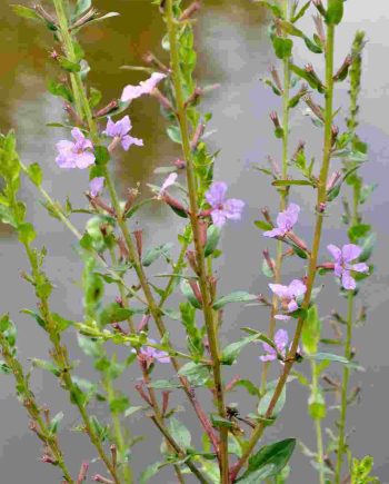 Roze bloeiaren van Lythrum alatum