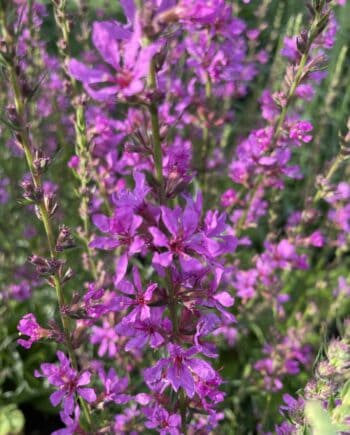 Lythrum virgatum 'Dropmore Purple' met lange paarsroze bloemaren in volle zomerbloei.
