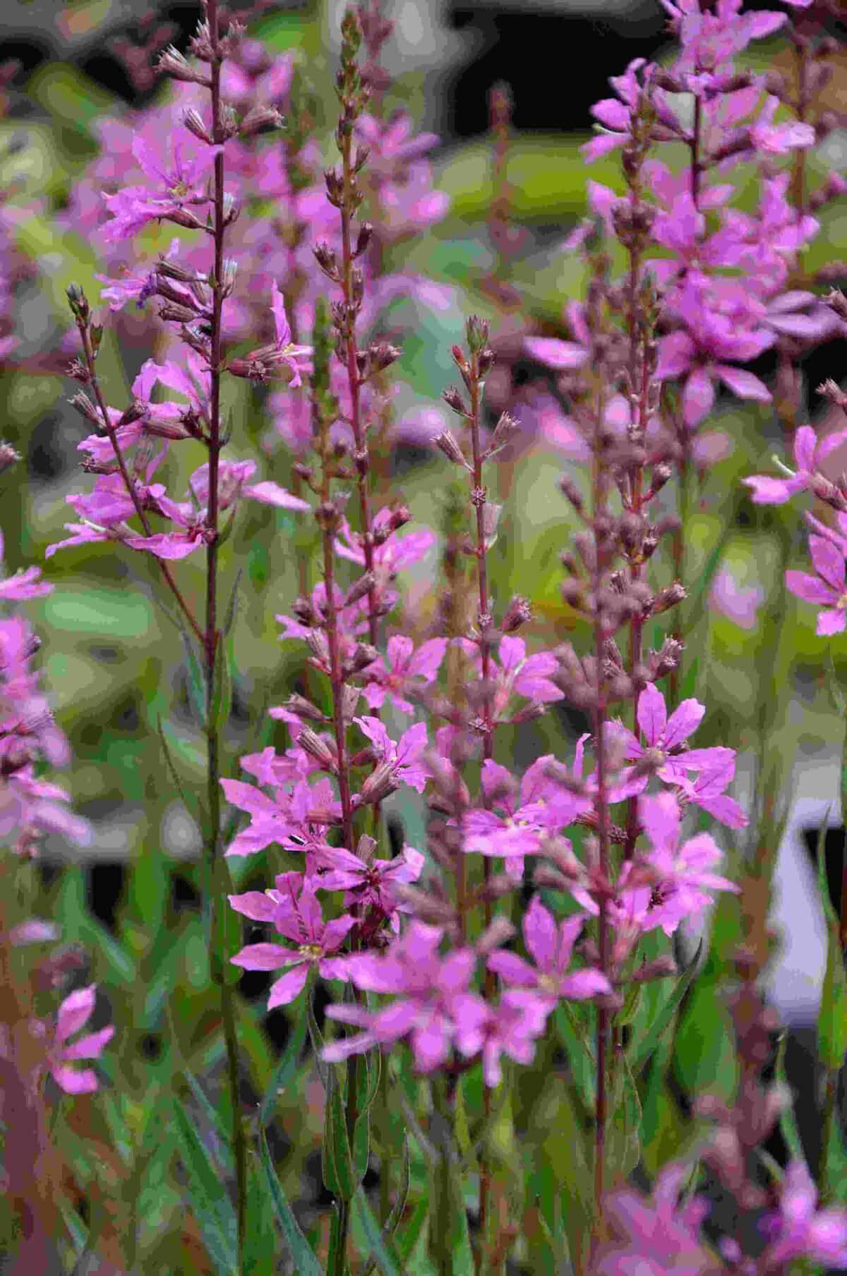 Roze bloeiaren van Lythrum virgatum ‘Rose Queen’