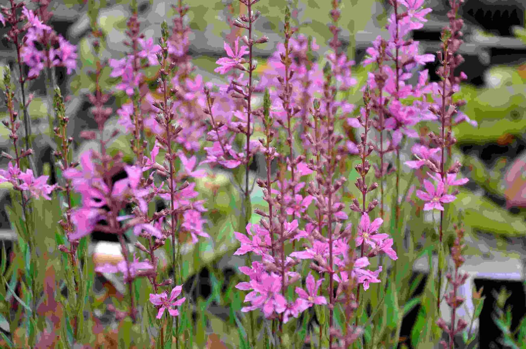 Lythrum virgatum 'Rose Queen'
