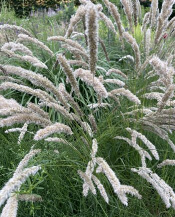 Melica ciliata met luchtige zilverwitte bloempluimen in een zonnige border.