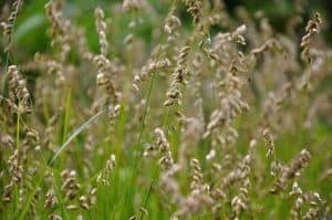 Melica nutans