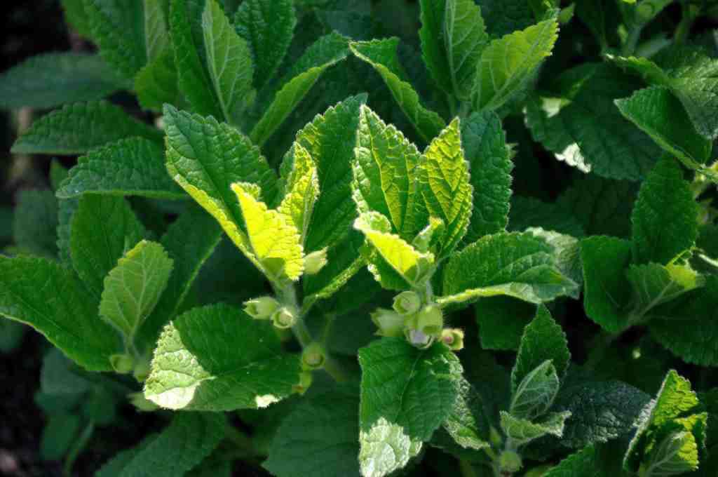 Melittis melissophyllum