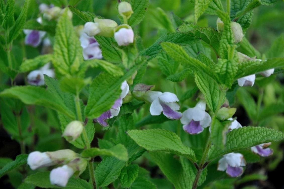 Zachtroze bloemen van Melittis melissophyllum