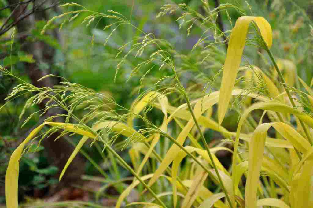 Milium effusum