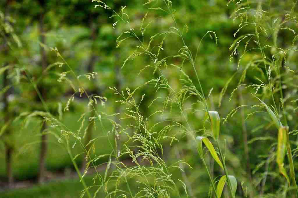 Milium effusum