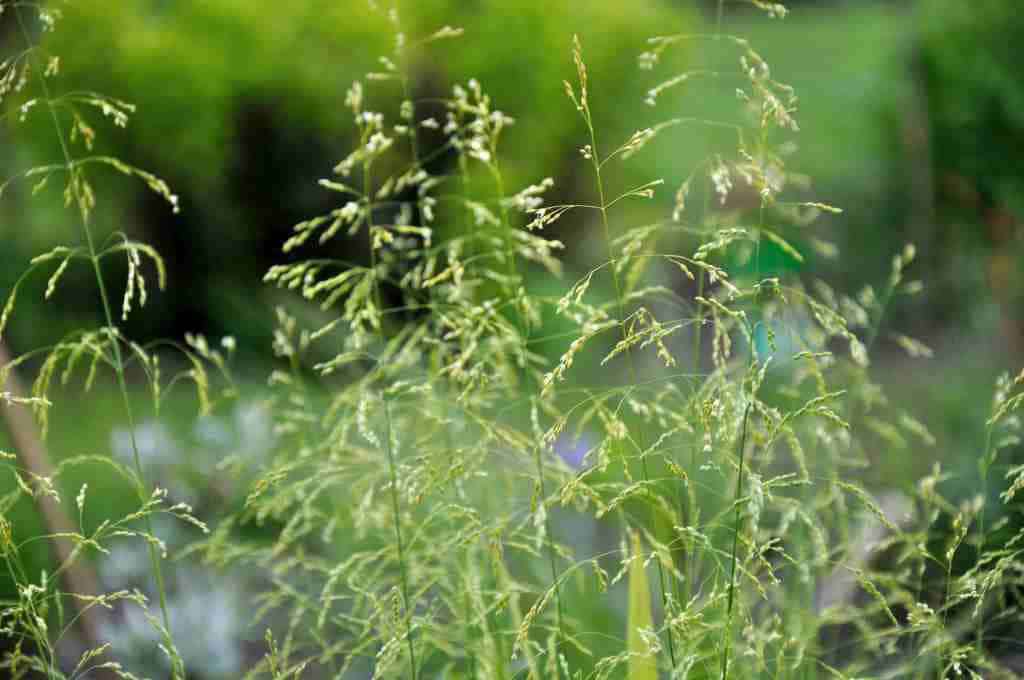 Luchtige bloei van Milium effusum