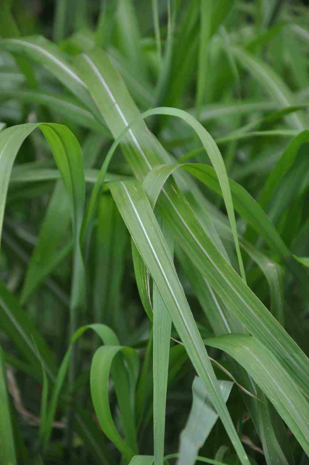 Miscanthus 'Nishidake'