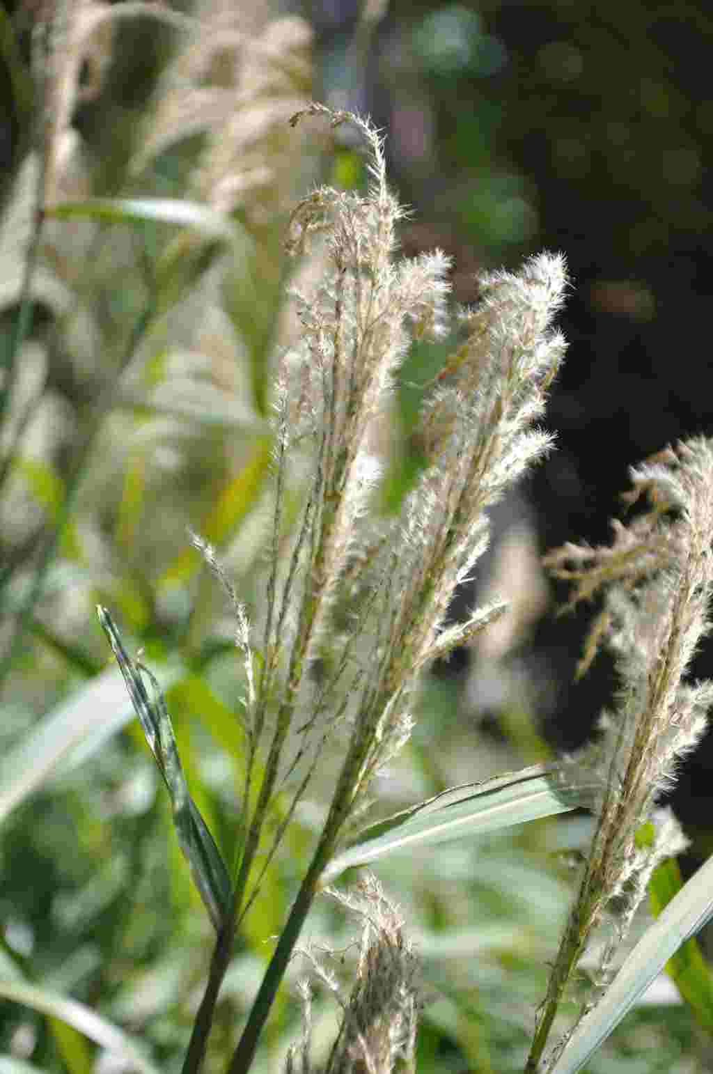 Zilverachtige bloeiaren van Miscanthus sinensis ‘Nishidake’