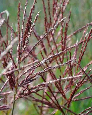 Rood getinte bloeiaren van Miscanthus sinensis ‘Ferner Osten’