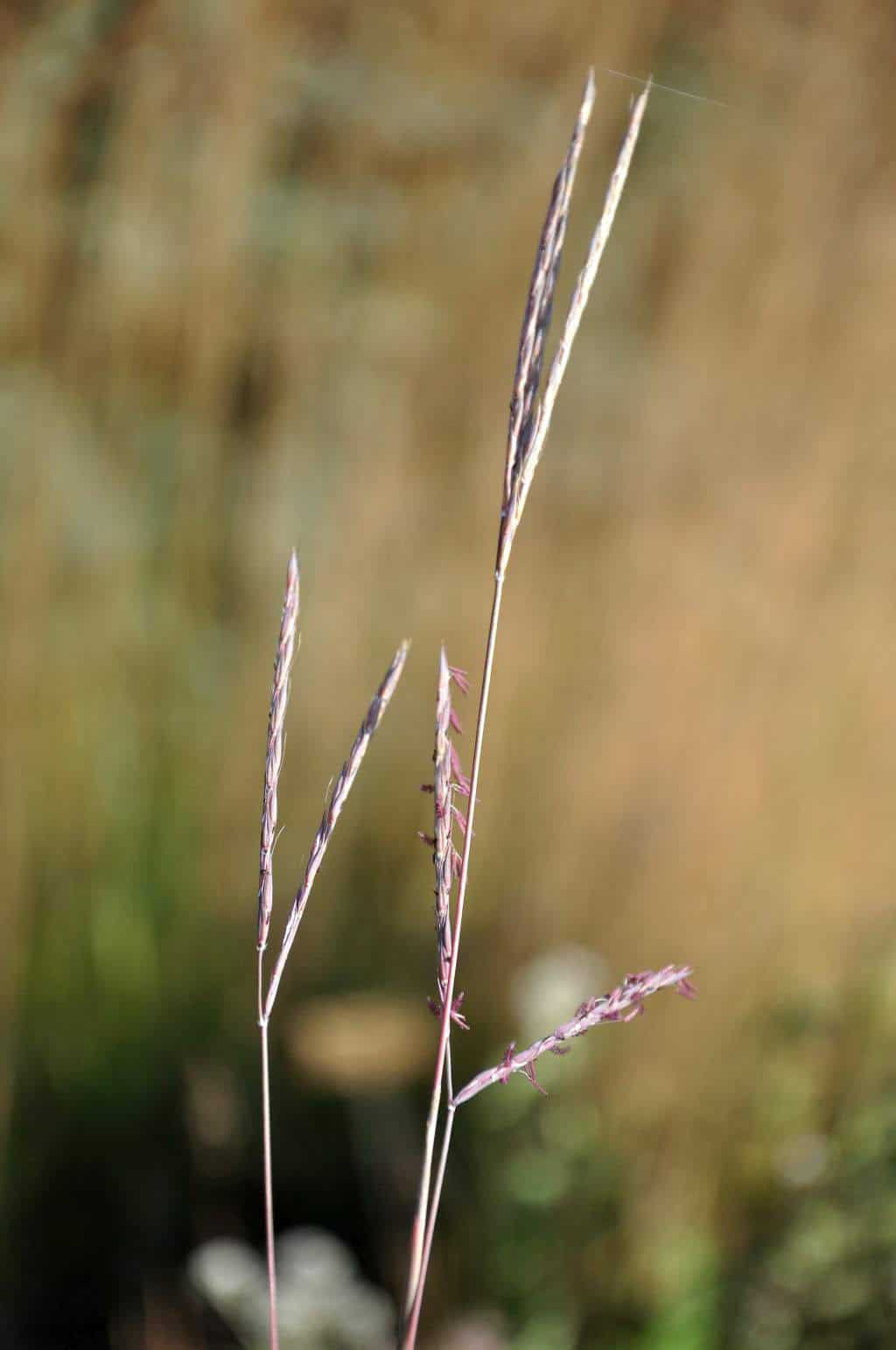 Roodbruine bloeiaren van Miscanthus sinensis ‘Ghana’